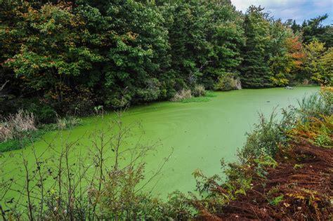 Eutrophication